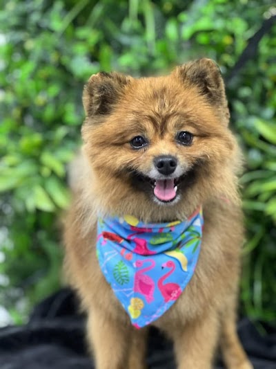 Grooming Van Image