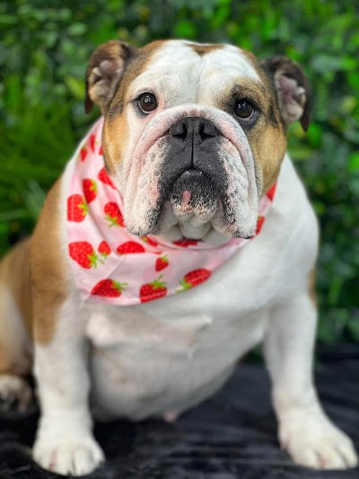 Grooming Van Image