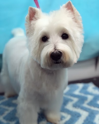 Grooming Van Image