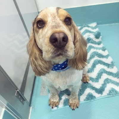Grooming Van Image