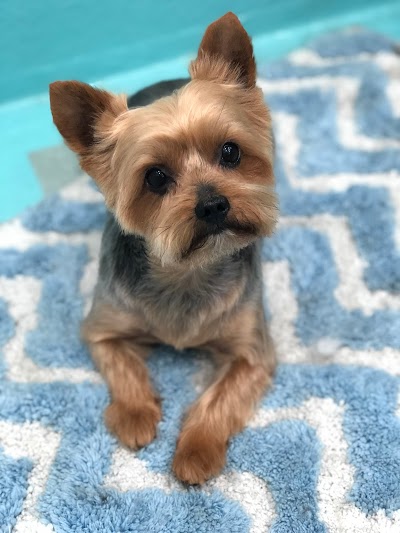 Grooming Van Image