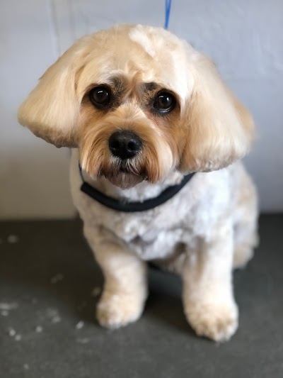 The Furrytails Dog Groomer