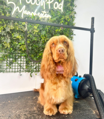 Grooming Van Image