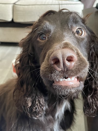 Grooming Van Image