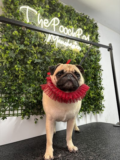 The Pooch Pod Manchester