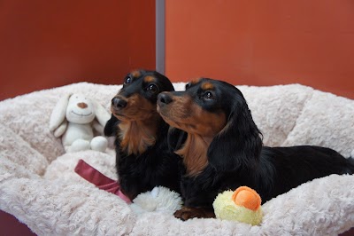 Grooming Van Image