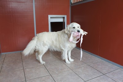 Grooming Van Image