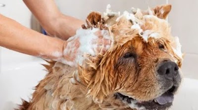 Grooming Van Image