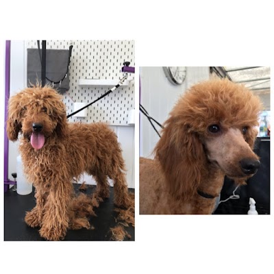 Grooming Van Image