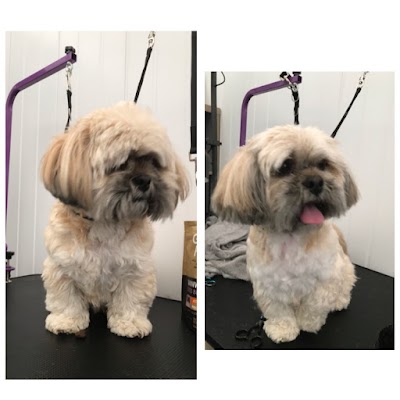Grooming Van Image