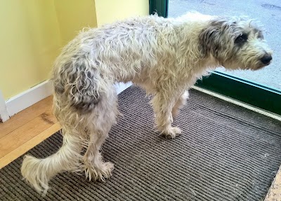 Grooming Van Image