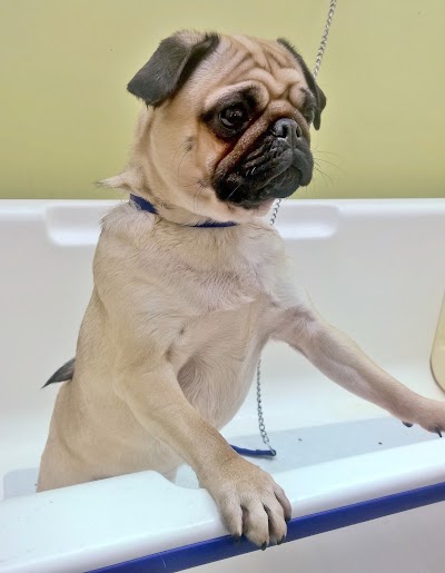 Grooming Van Image