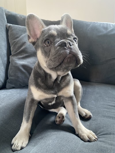 Grooming Van Image