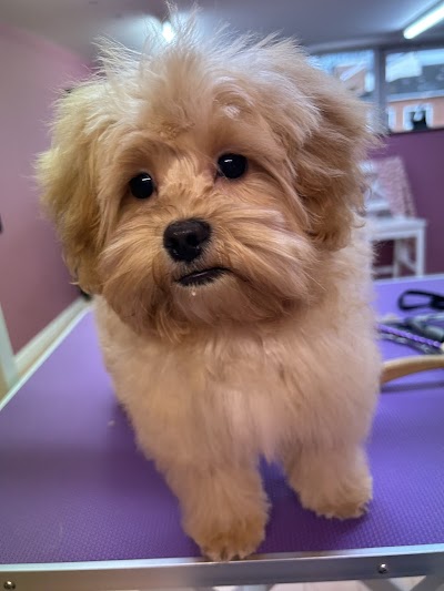 Grooming Van Image
