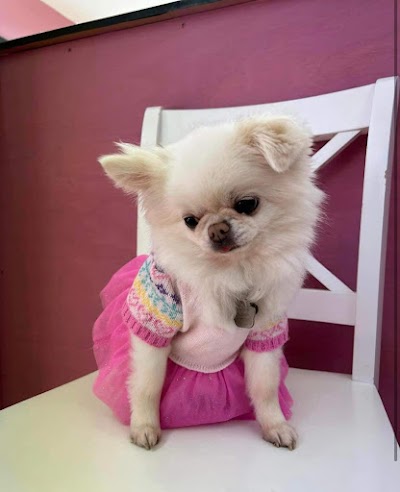 Vanity fur dog grooming
