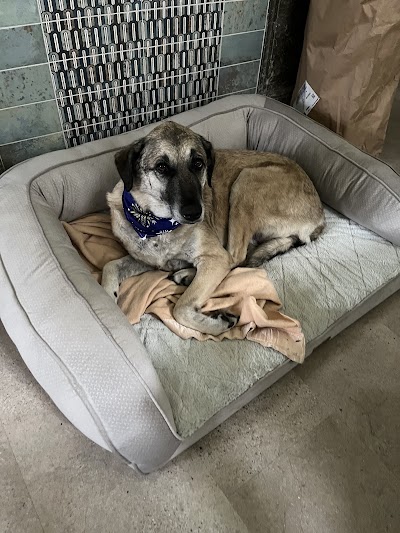Grooming Van Image
