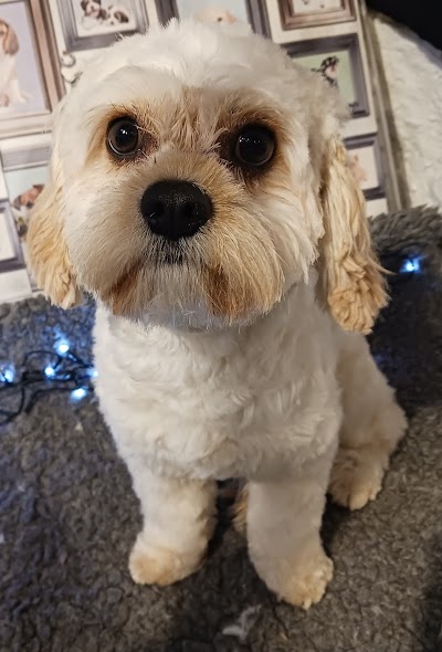 Grooming Van Image