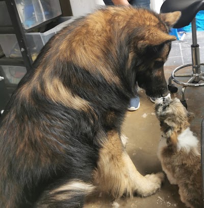 Grooming Van Image