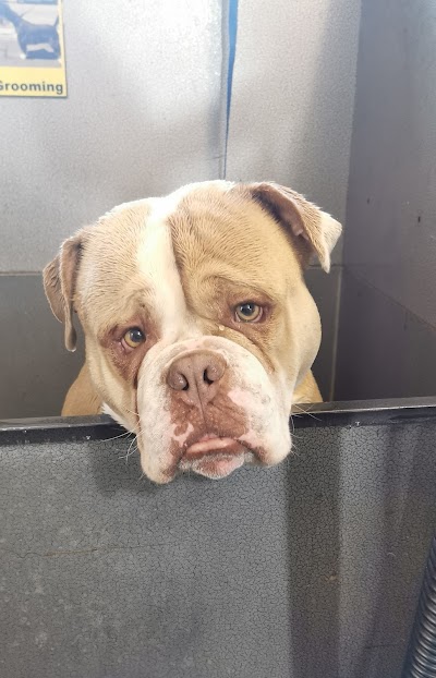 Grooming Van Image