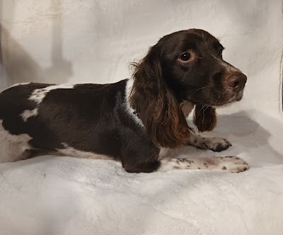 Grooming Van Image
