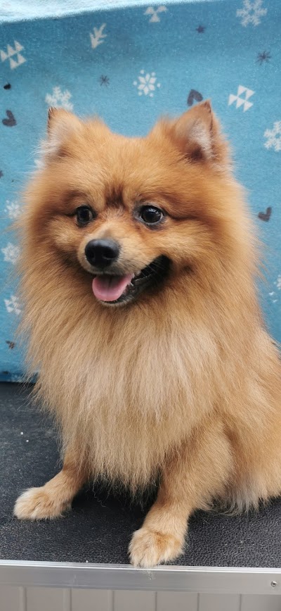 Grooming Van Image