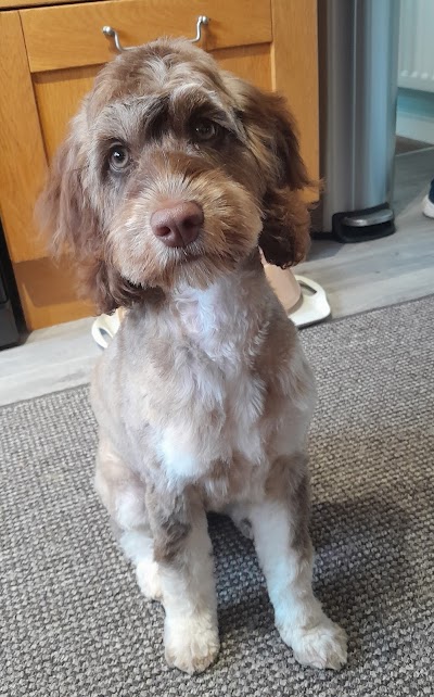 Grooming Van Image