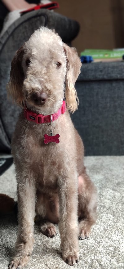 rivendown all pets grooming services
