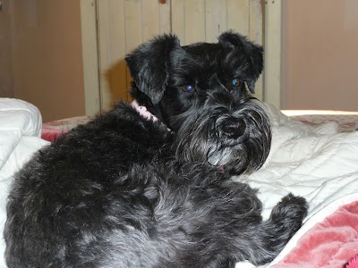 Grooming Van Image