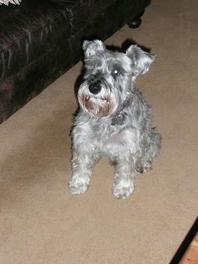 Grooming Van Image
