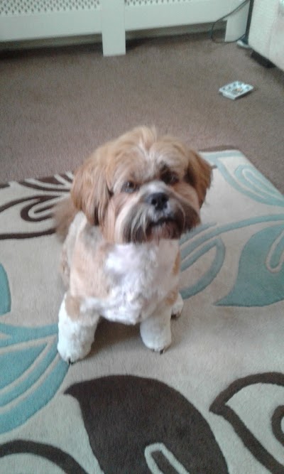 Grooming Van Image
