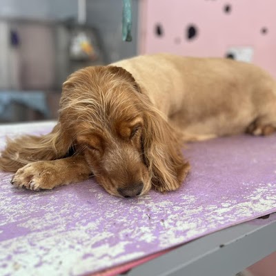 Grooming Van Image