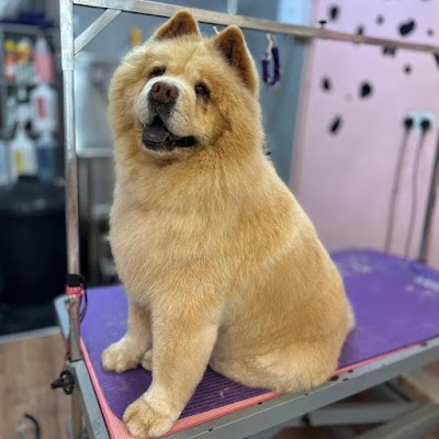 Grooming Van Image