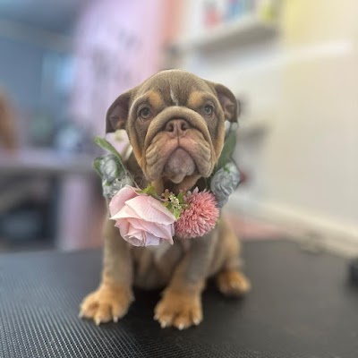 Grooming Van Image