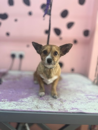 Grooming Van Image