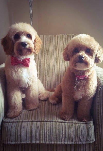 Grooming Van Image