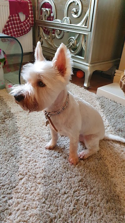 Grooming Van Image