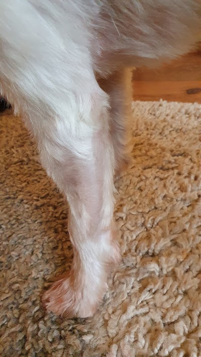 Grooming Van Image