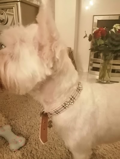 Grooming Van Image