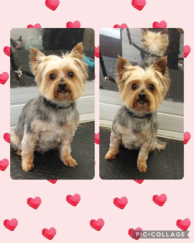 Grooming Van Image