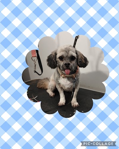 Grooming Van Image