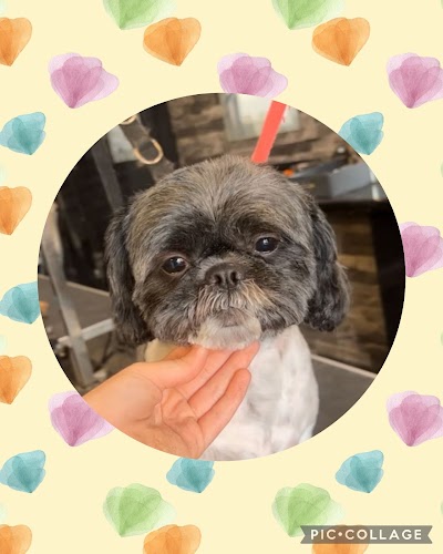 Grooming Van Image