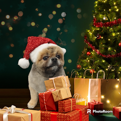 CSR DOG GROOMING (Mobile & Salon)