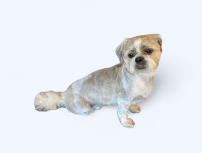 Grooming Van Image