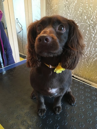 Grooming Van Image