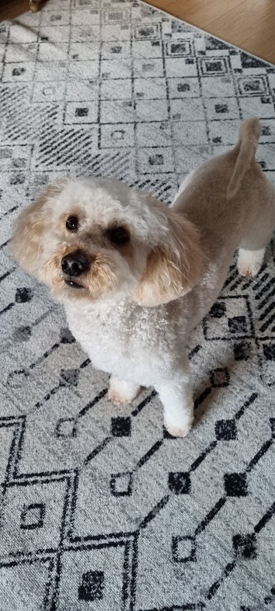 Grooming Van Image