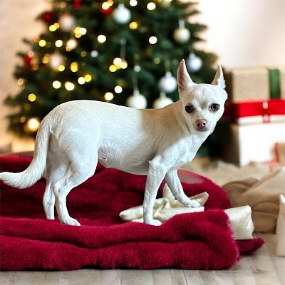 Grooming Van Image