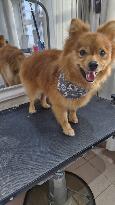 Grooming Van Image