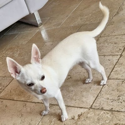 Grooming Van Image