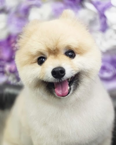 Grooming Van Image