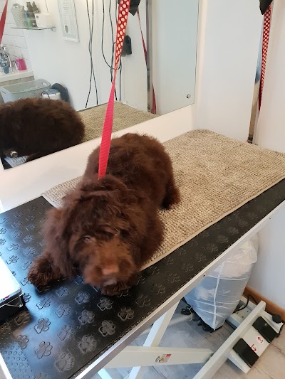 Grooming Van Image
